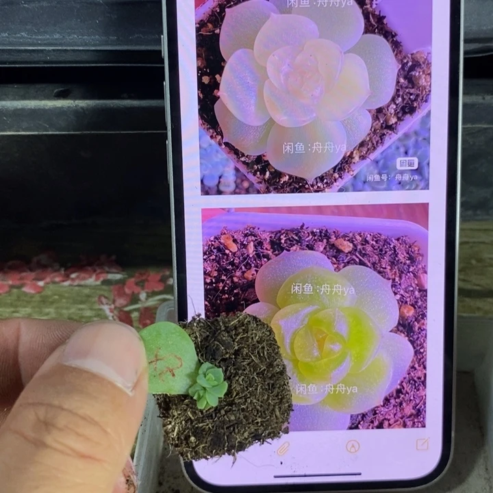 穴盘甜心谪仙芽苗一个