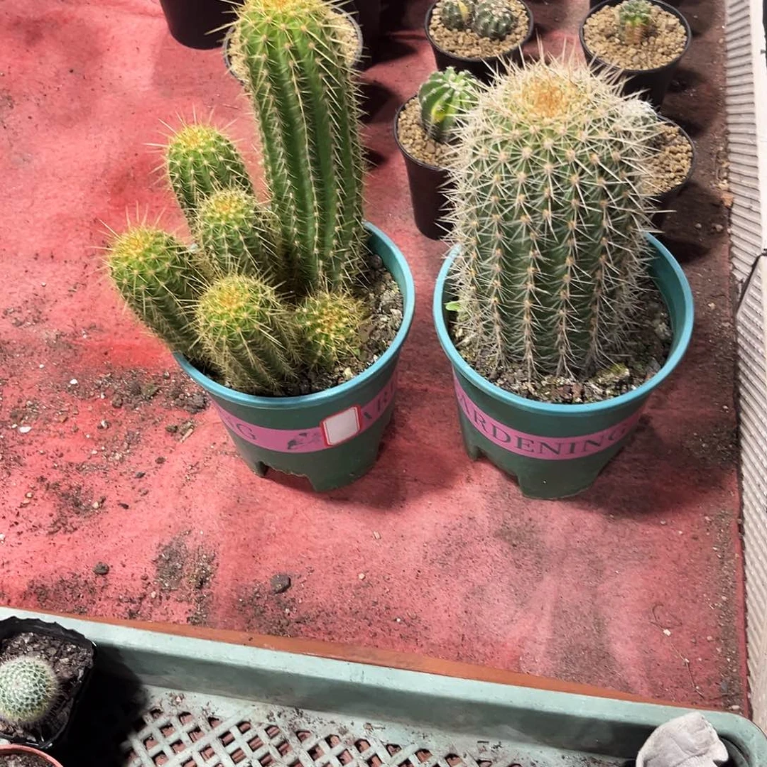 康飞碟毛花柱实生根仙人球