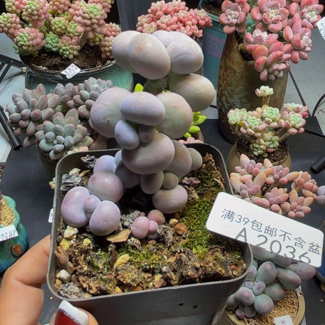 芭比奶酪2036/5cm多肉