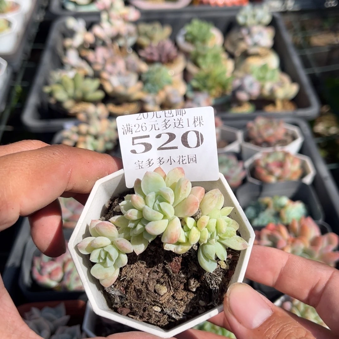 奶油美人朵朵群一物一拍满20包邮满26多送一颗下午发货