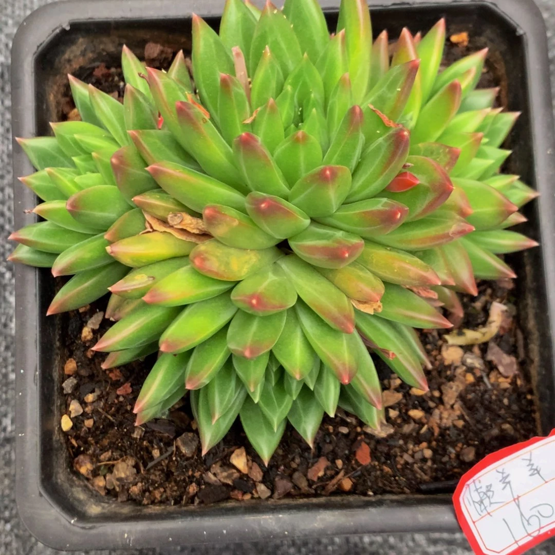 懒*羊杂交美人11111111111