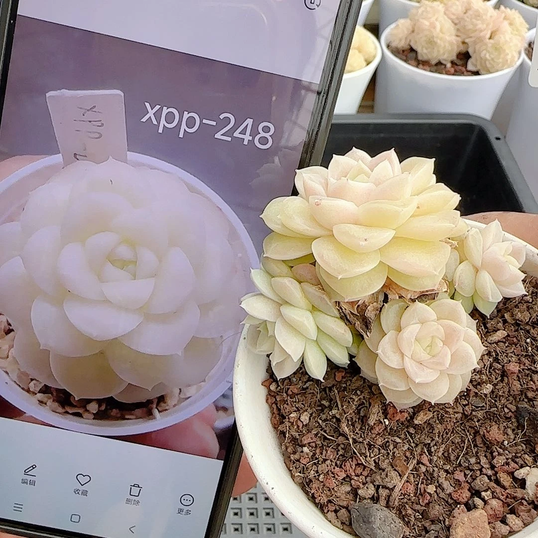 1220-40（xpp-248）优选