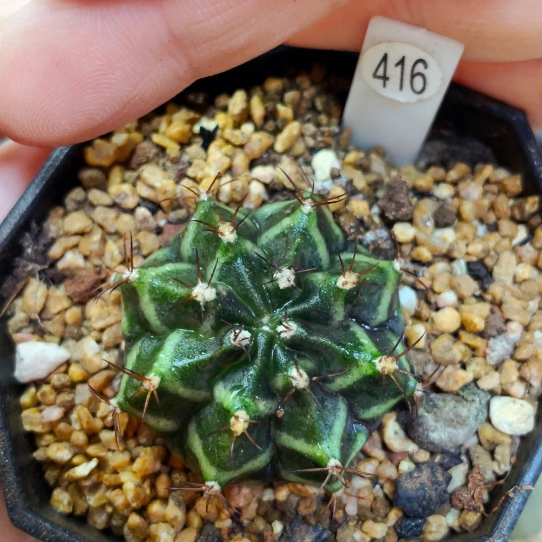 盆5公分满25包邮裸根发货