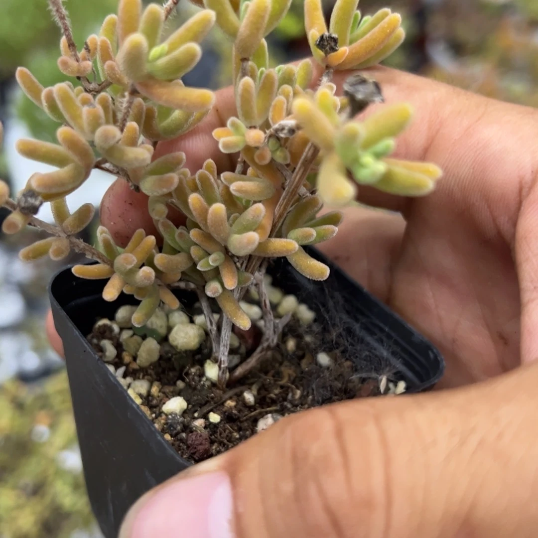 钻石黄化锦55杯老桩福利