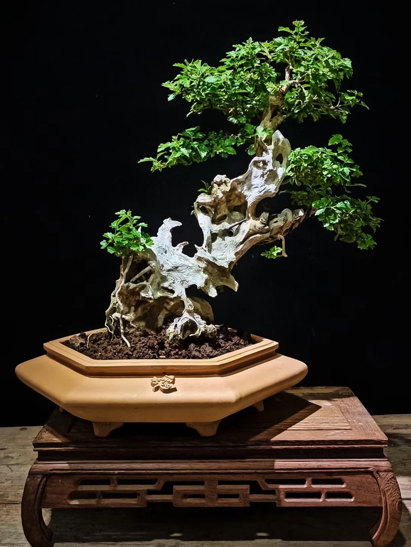 一物一拍直播专用（黄荆盆景）