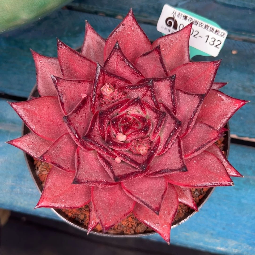 多肉一物一拍0202-132