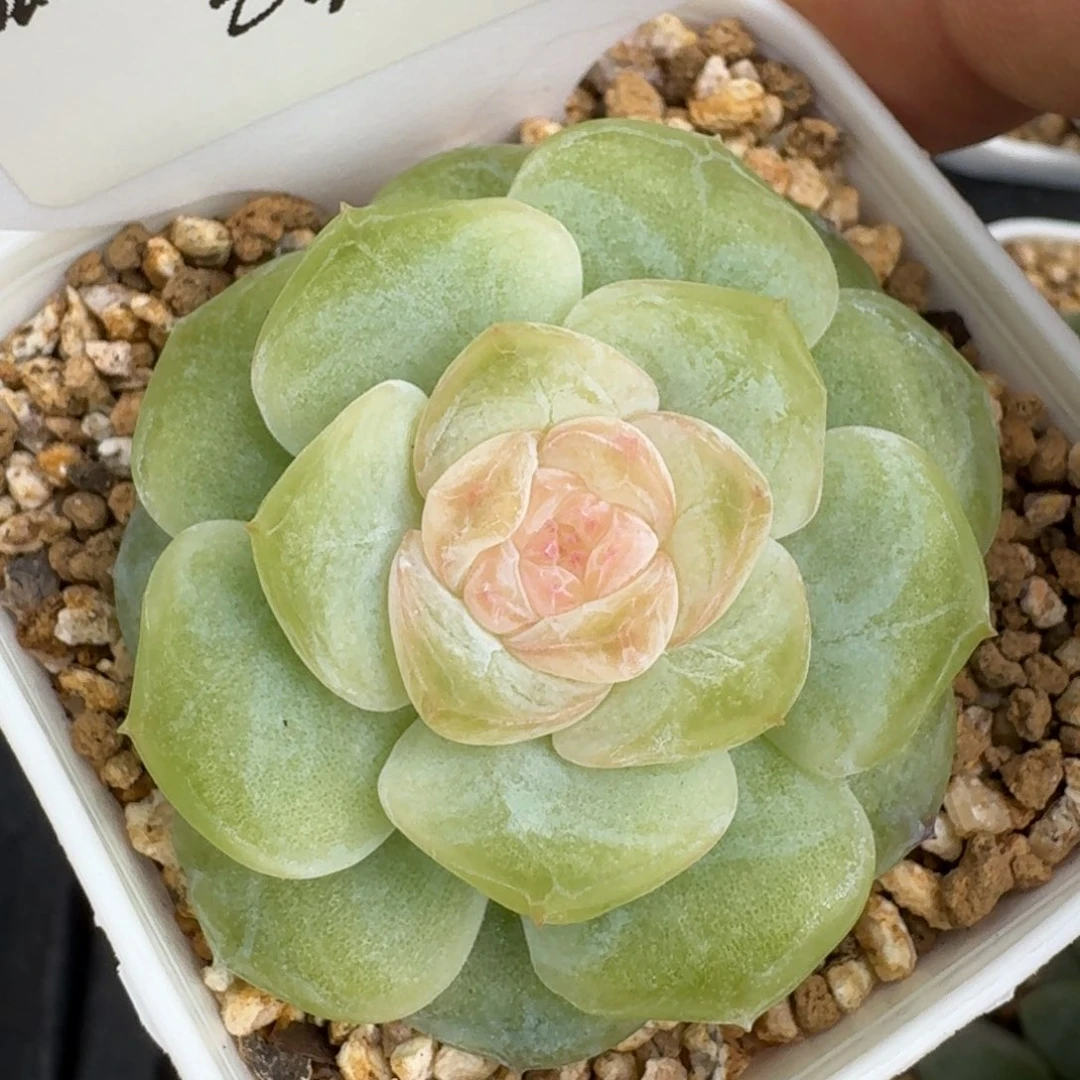 0710-15-嫦娥单头