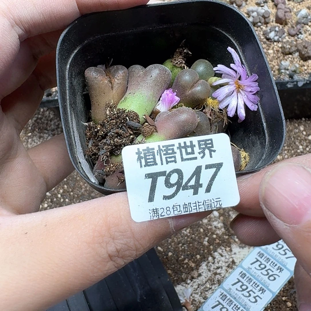 多肉植物的润泽fgb