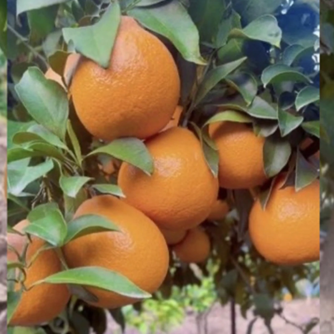爱媛62号柑橘苗嫁接爱媛62号柑桔树苗盆栽地栽