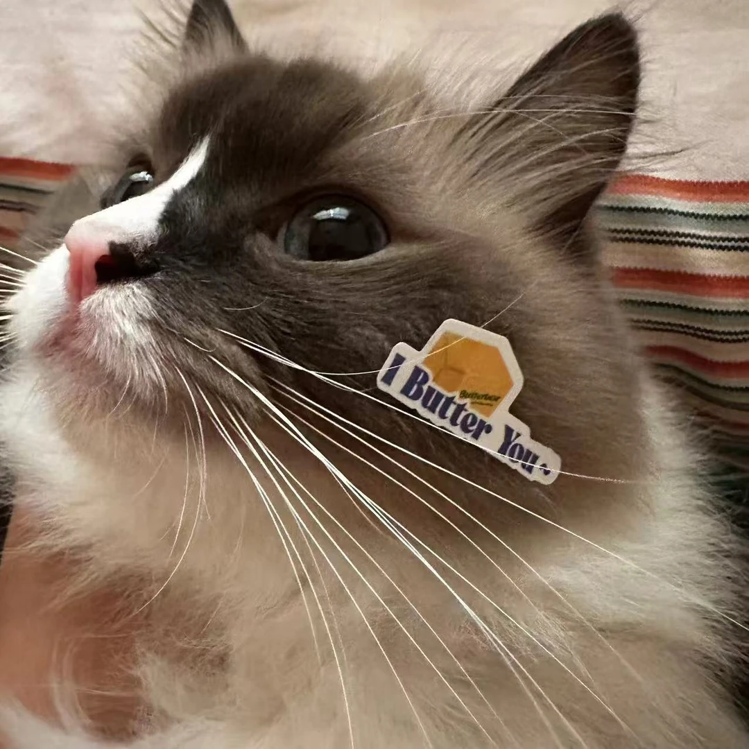 全价主食餐盒猫罐头猫咪补水湿粮营养