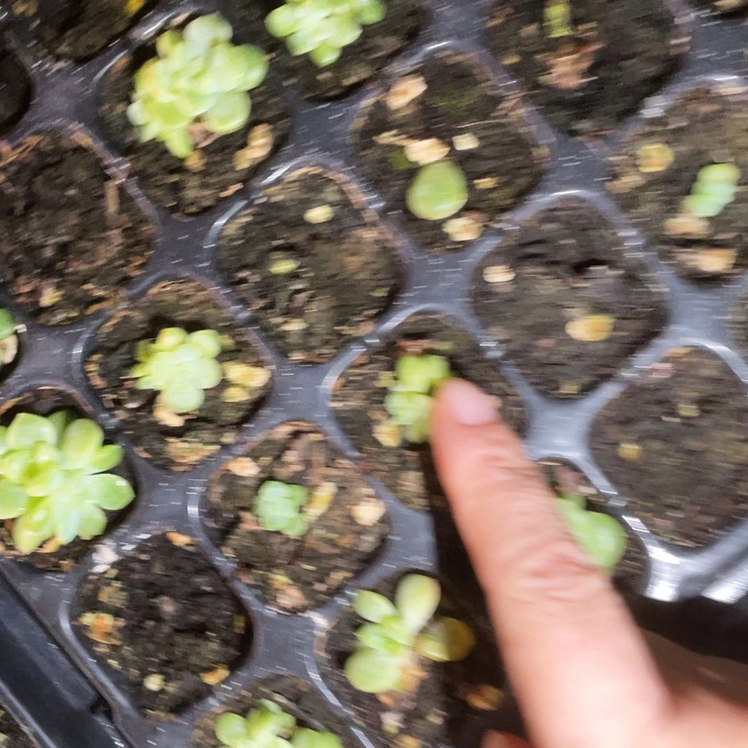 小竹马 中苗穴一个满25包邮