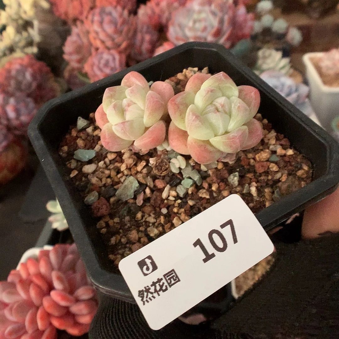 107冰玉多肉植物66666