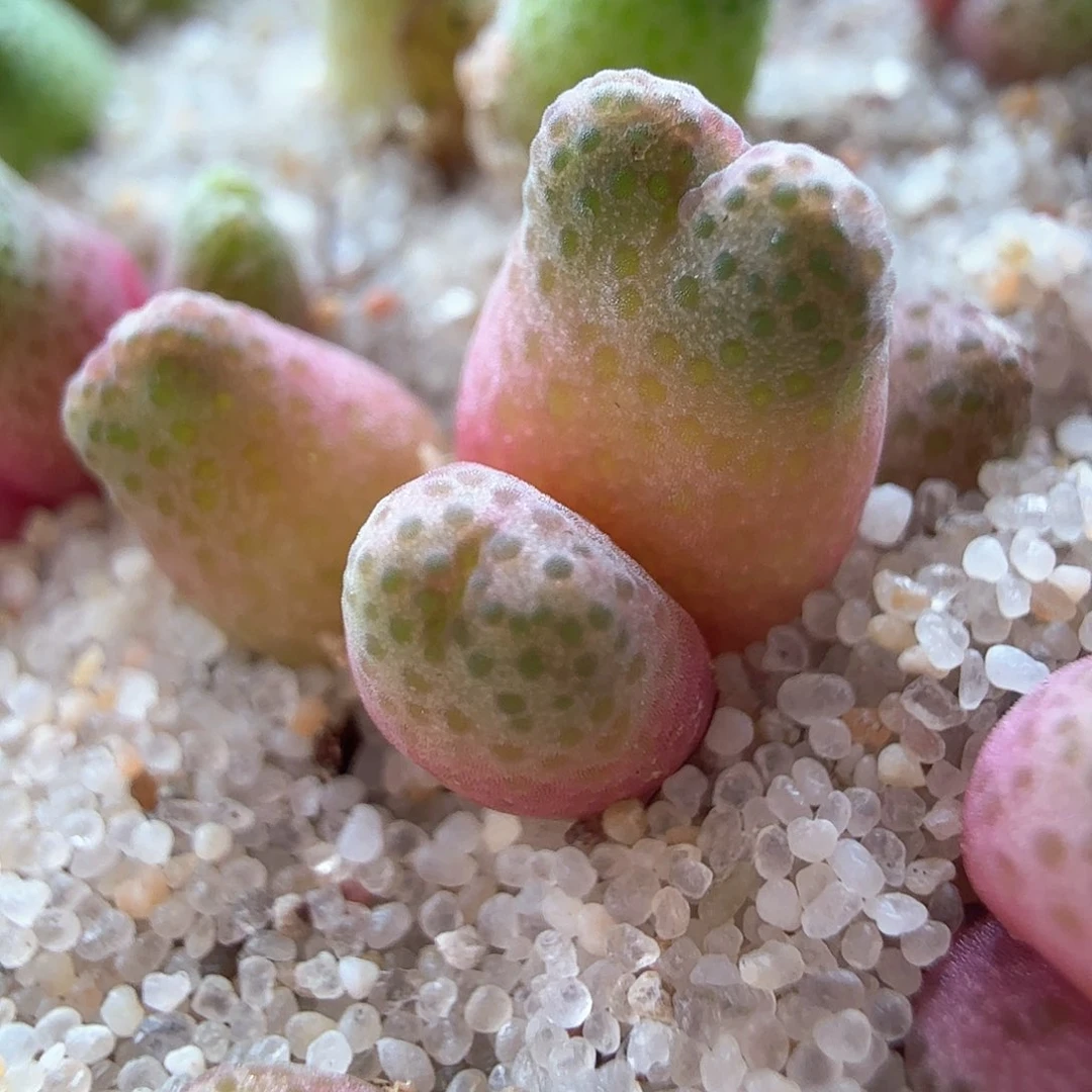 2.20.53/955d斑马宝宝四头/多肉