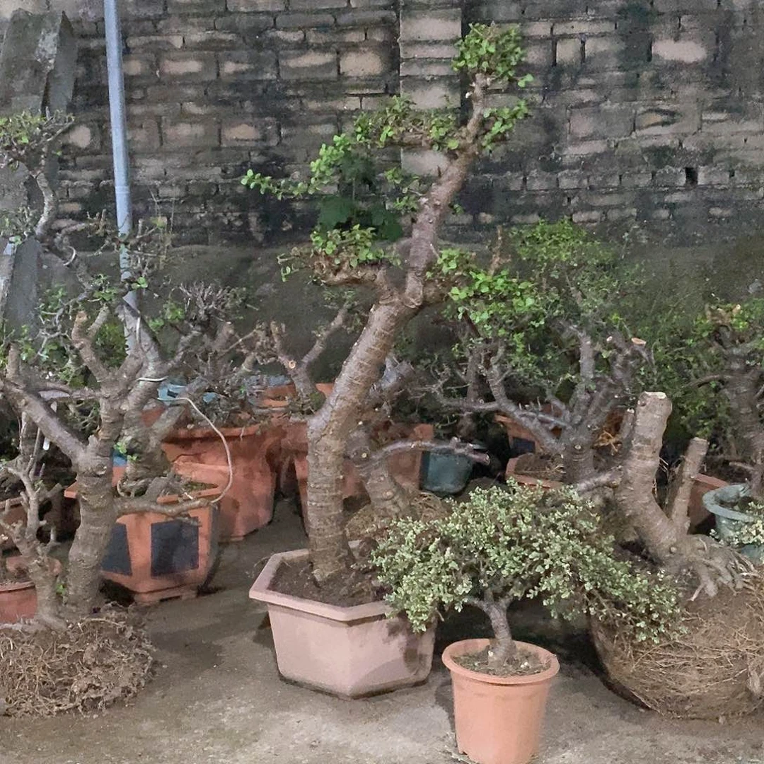 金枝玉叶盆景花叶