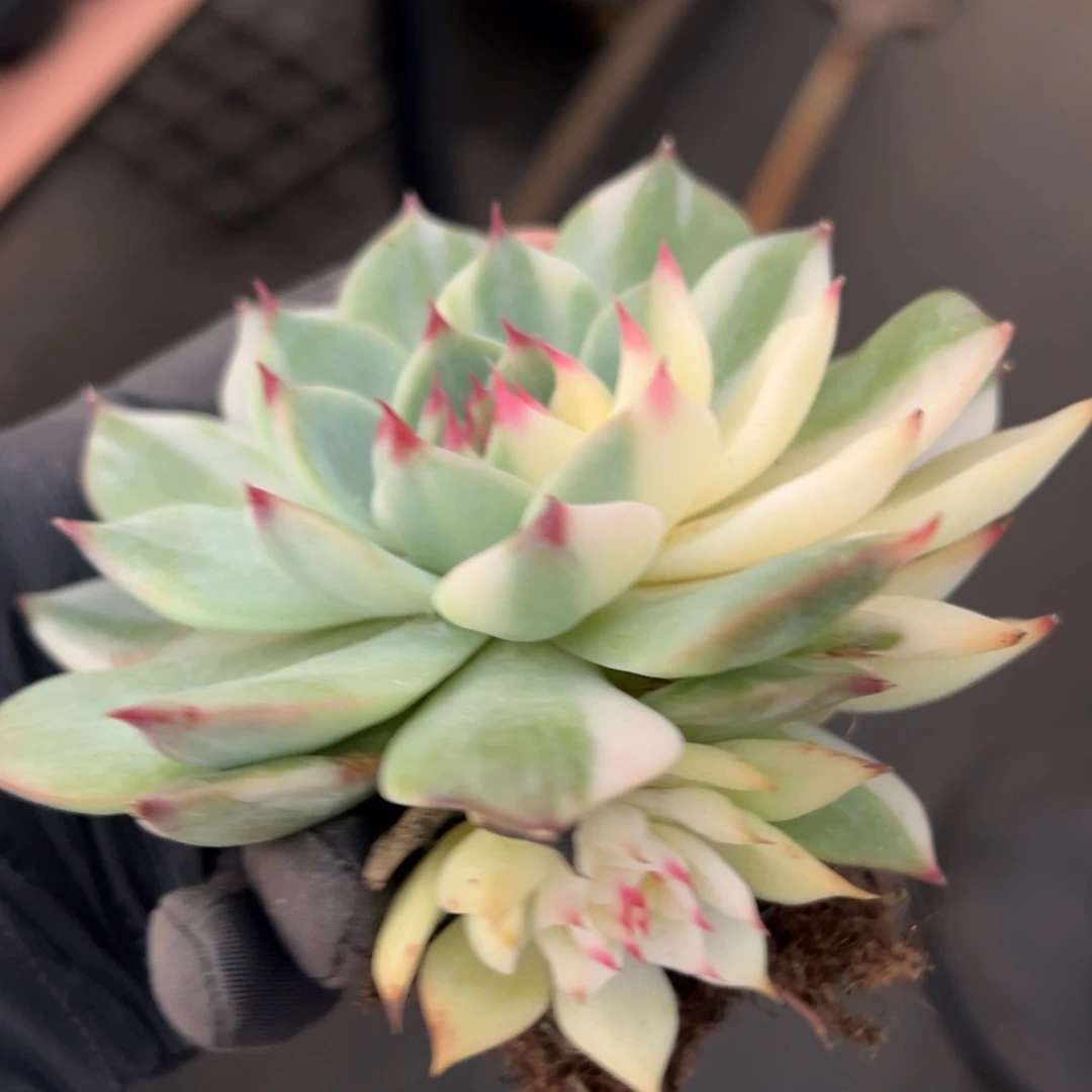 吉娃娃锦花脸锦特价