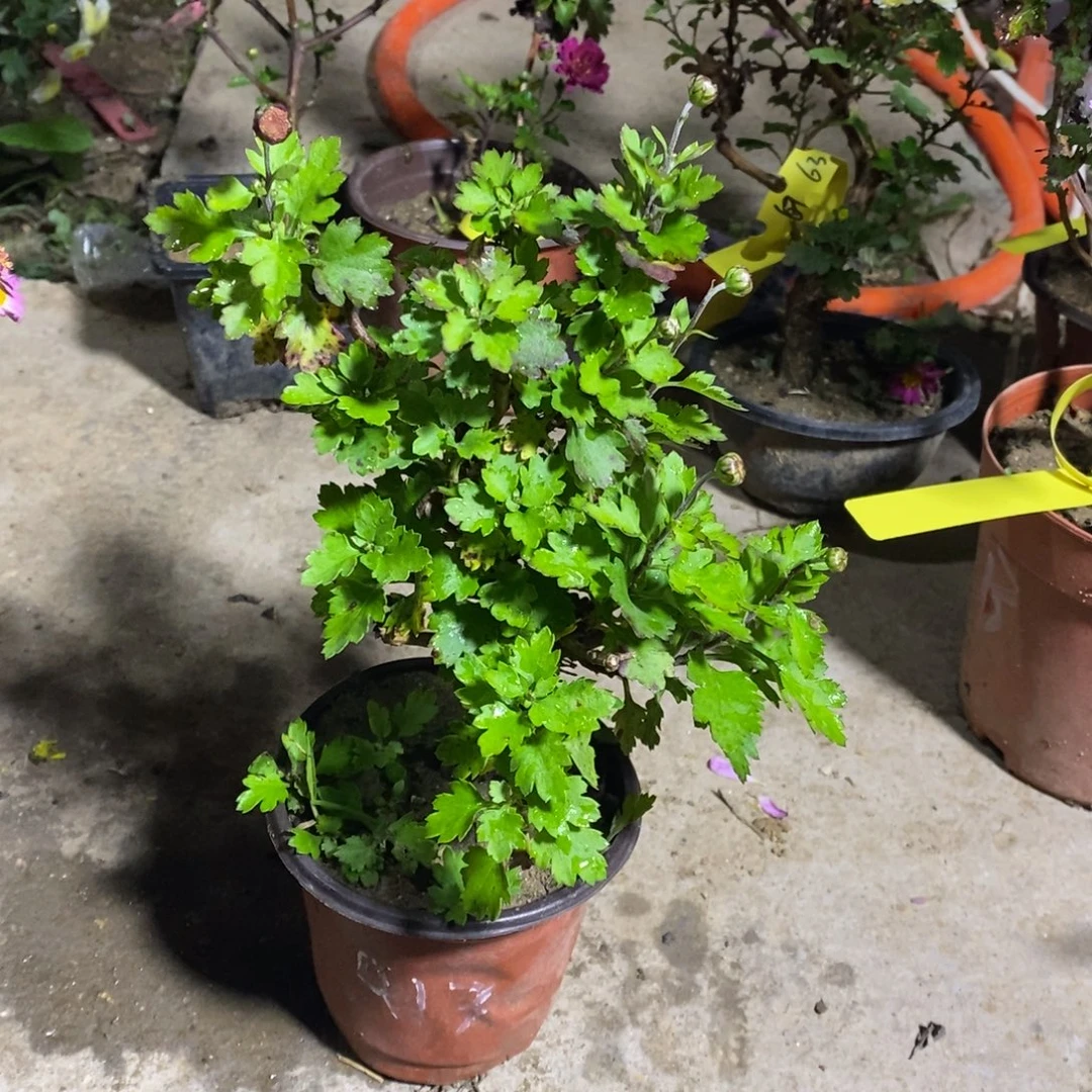 涛***秦完全开放盆景艺术中心