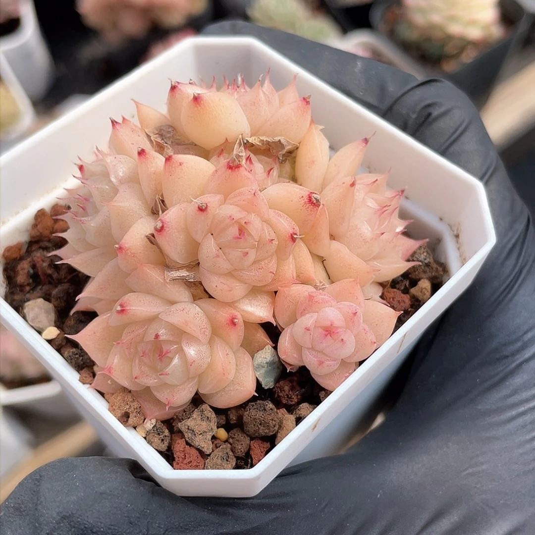 优选编号麦秆916