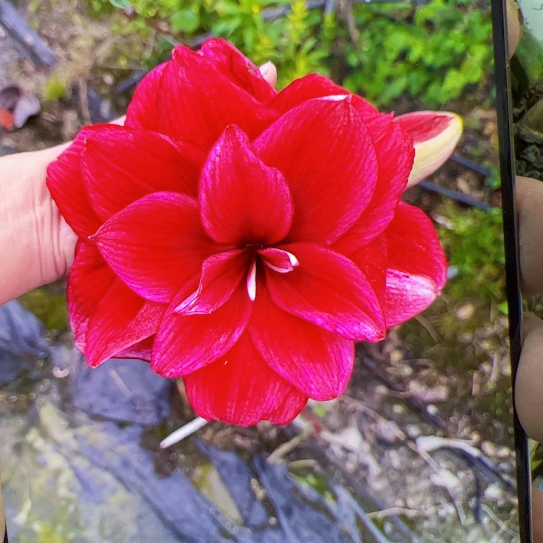 朱顶红紫梦3号拍品