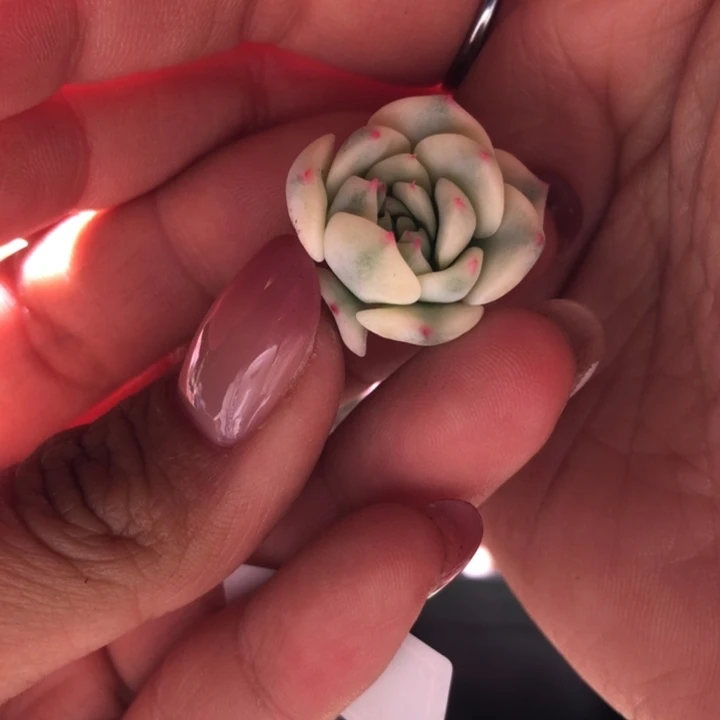 松果红爪覆轮锦砍头