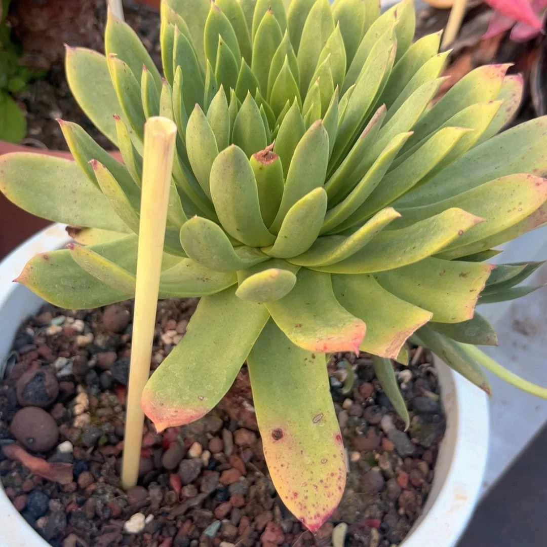 野生进口仙女杯一株