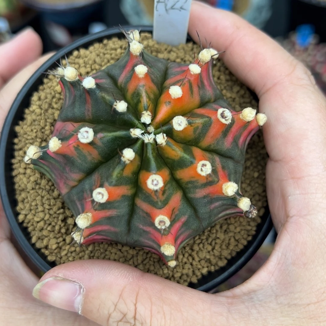 A122泰系米哈锦，带盆土发货