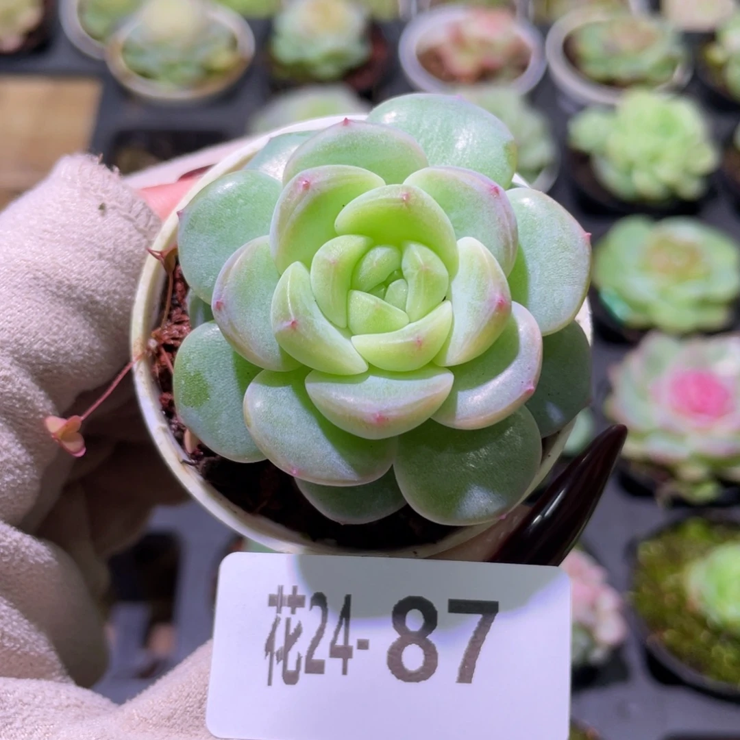 花利美24-87新品珍妮