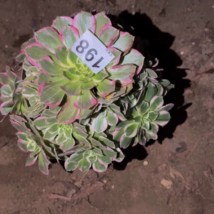 198水蜜桃多肉植物