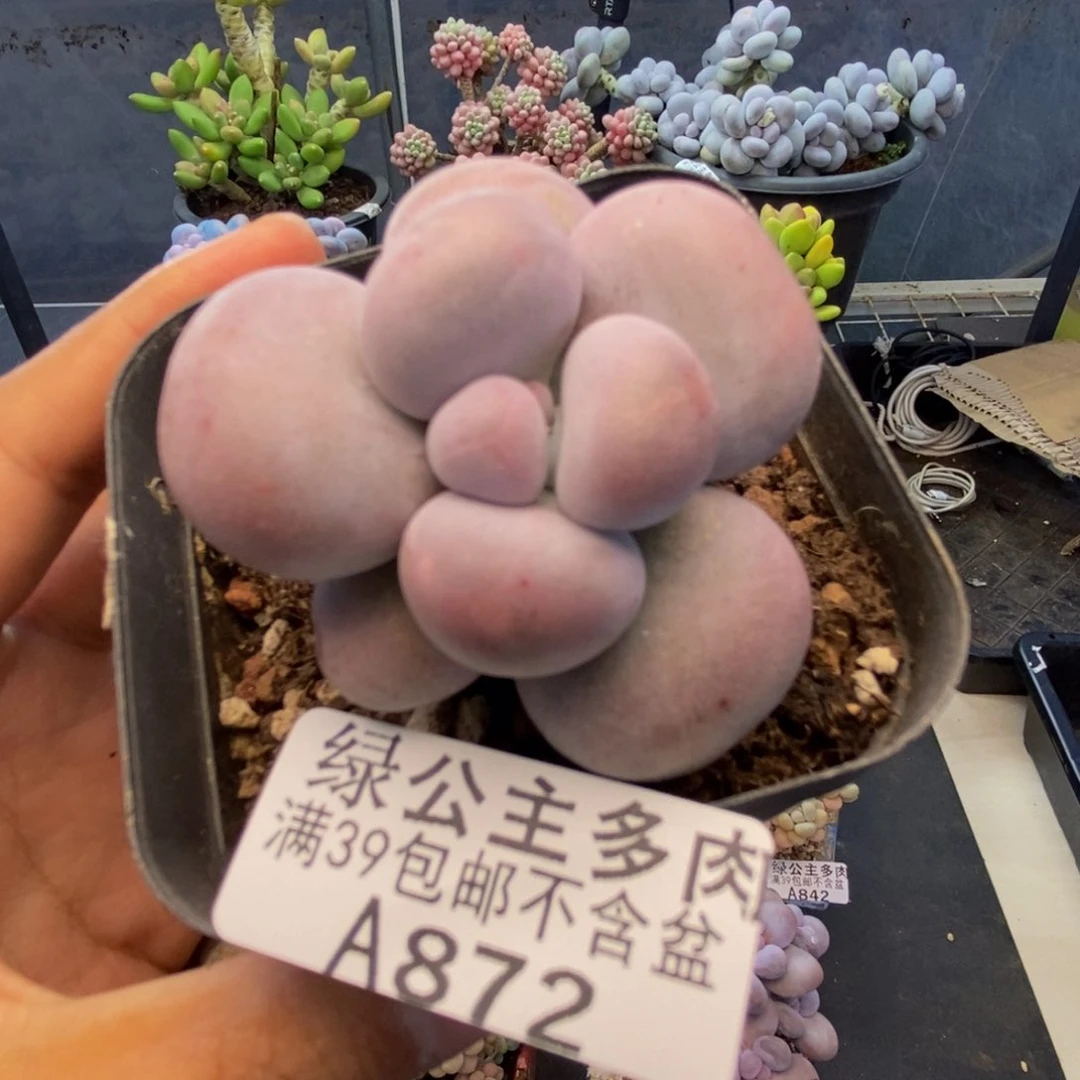 872芭比奶多肉6c m