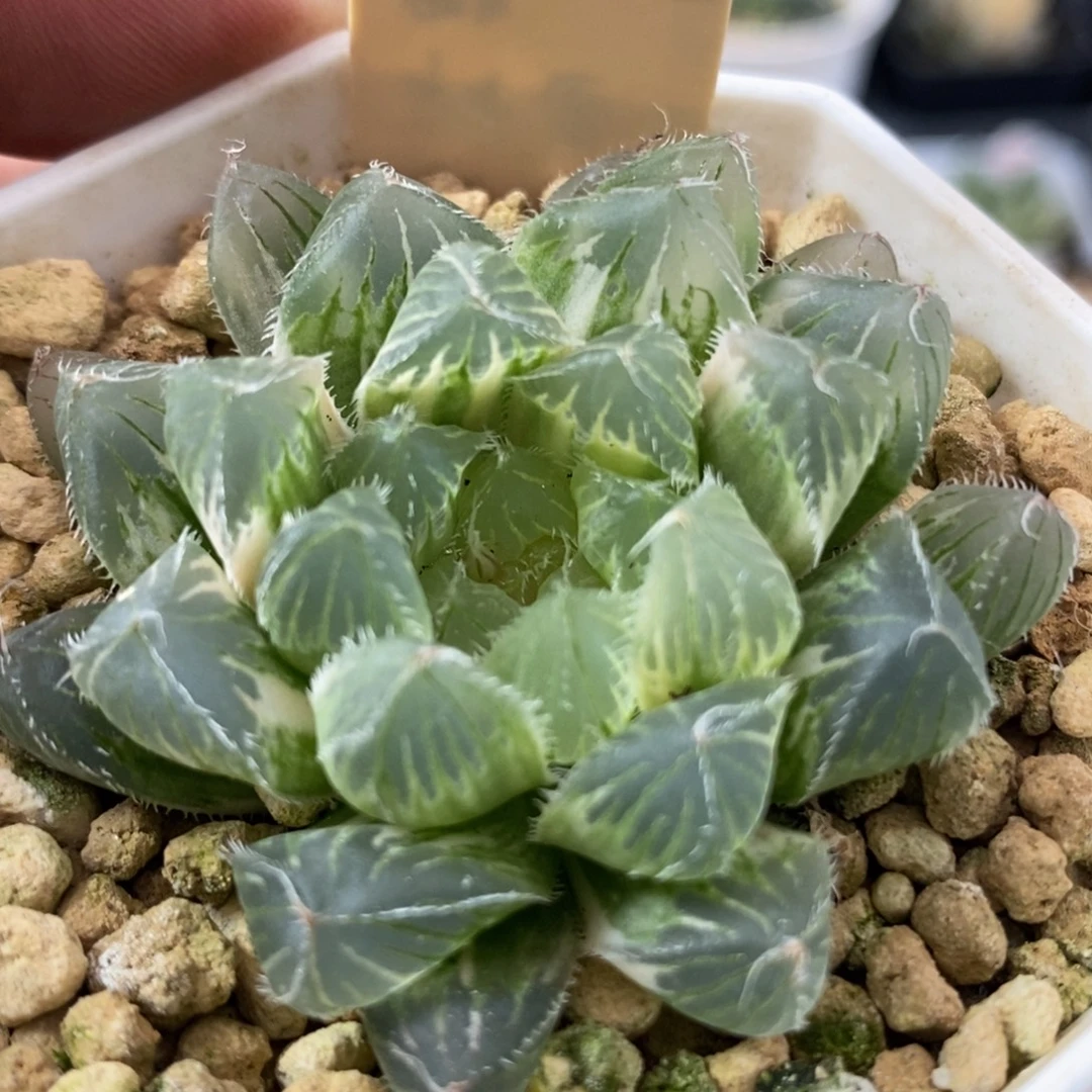 45冰魄玉露锦一物一拍