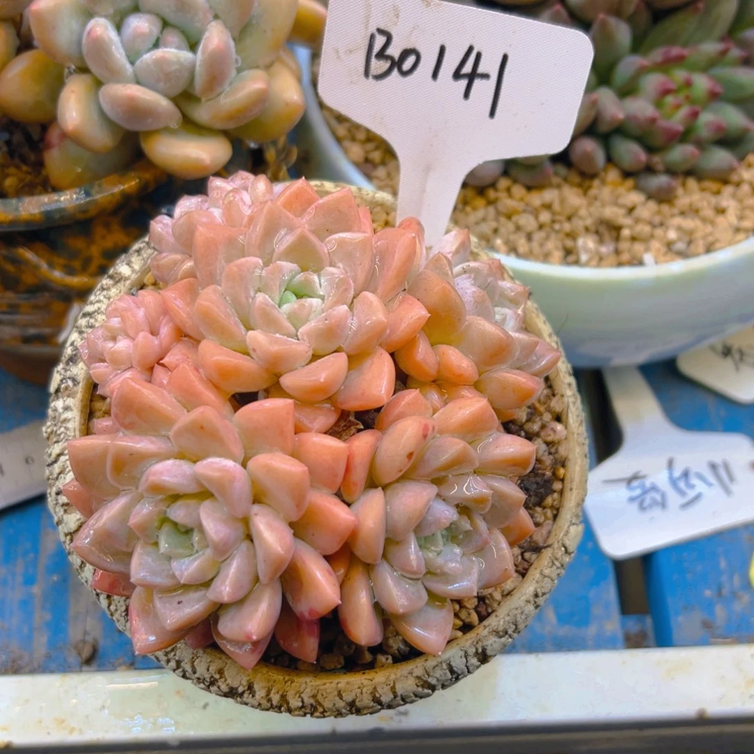 白***白白鹭 0141号一物一拍