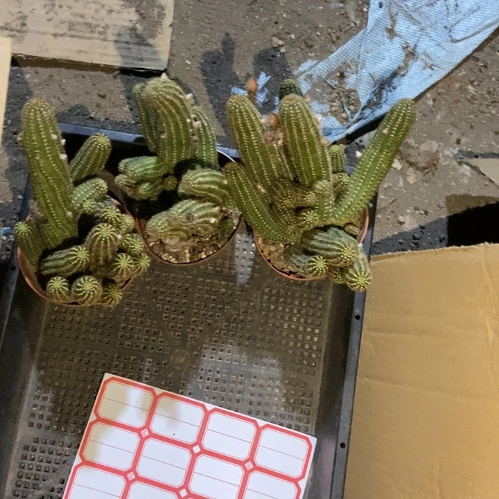 梦**花仙人球三盆绯红皇后
