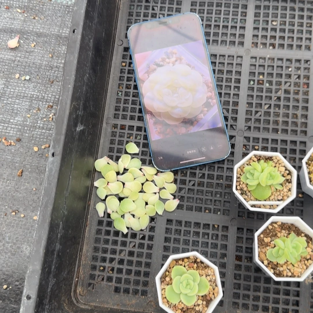 六白财富叶子一片满25包邮