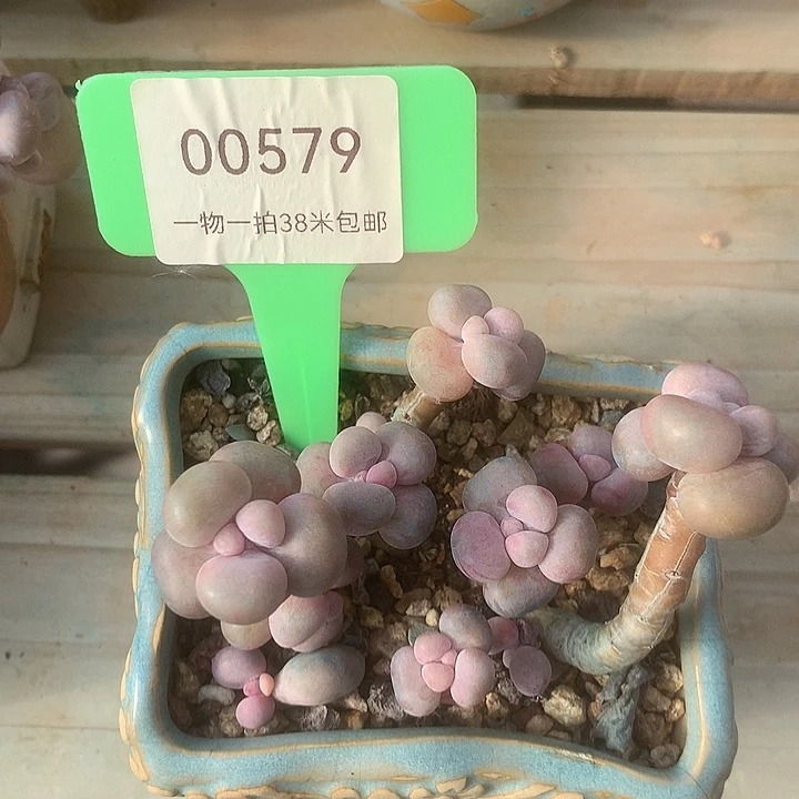 00579，哦咯咯咯哦兔