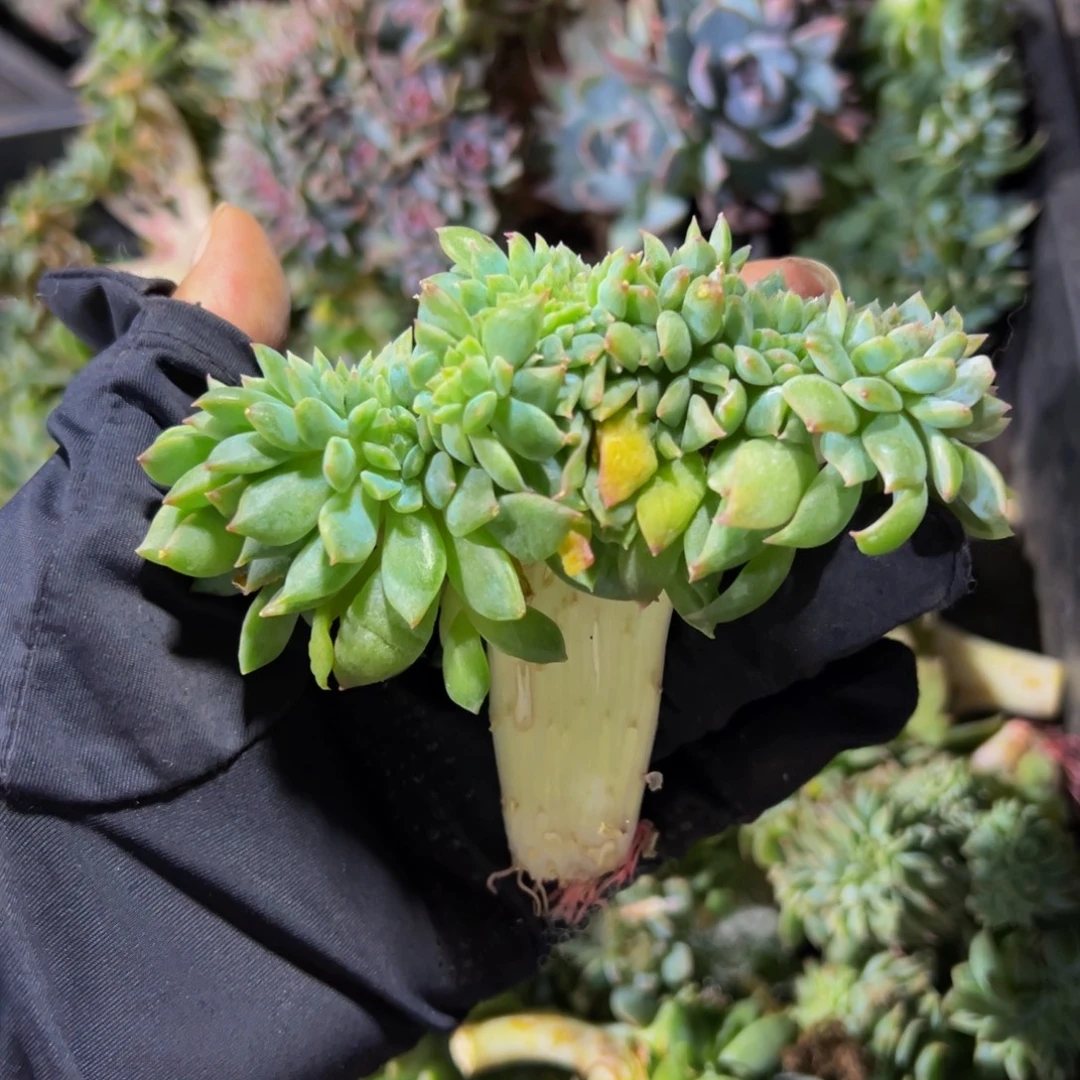 粉心冰魄缀 天天开心