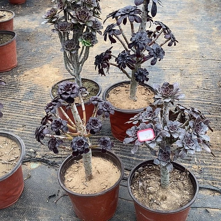 21，2颗多肉法师多肉法师