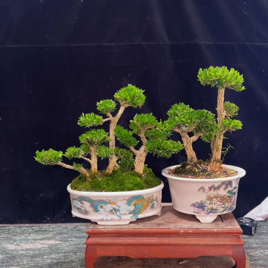 无花朵广东黄杨四季常青