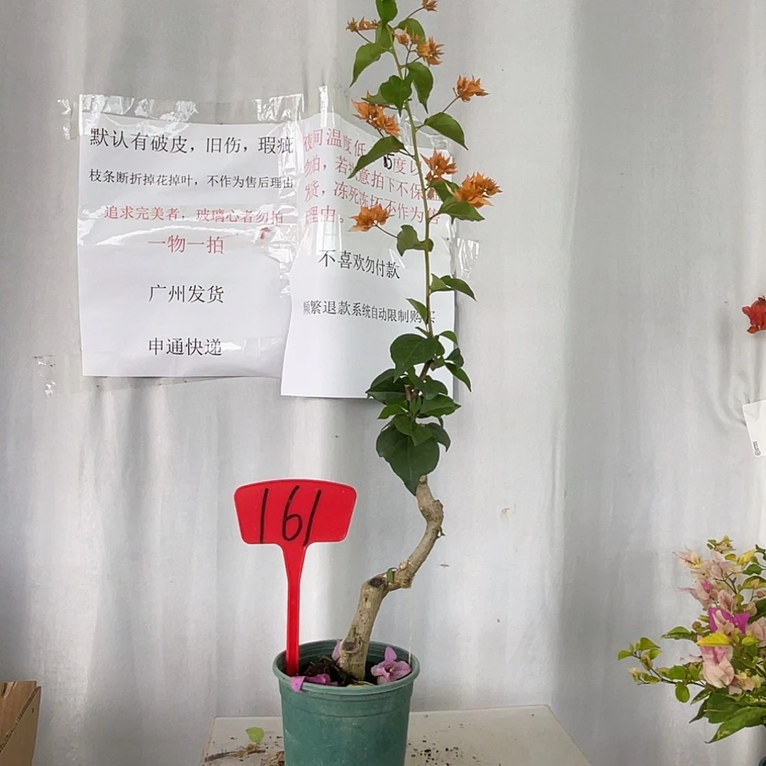 当前无花栽培后可以开花161重瓣橙桩，清货价