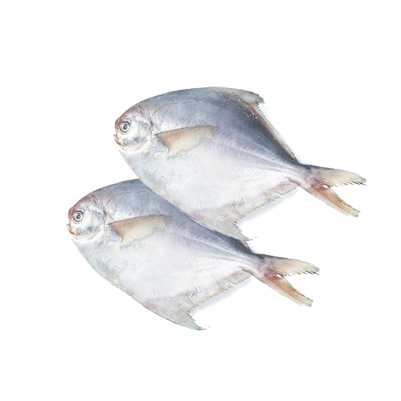 冰鲜银鲳鱼（1斤6条） 1.5kg