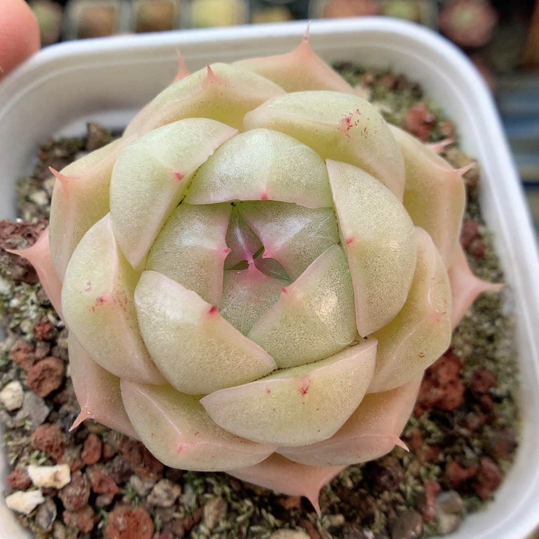 Q50 ，20包邮两天凑单偏远不发货