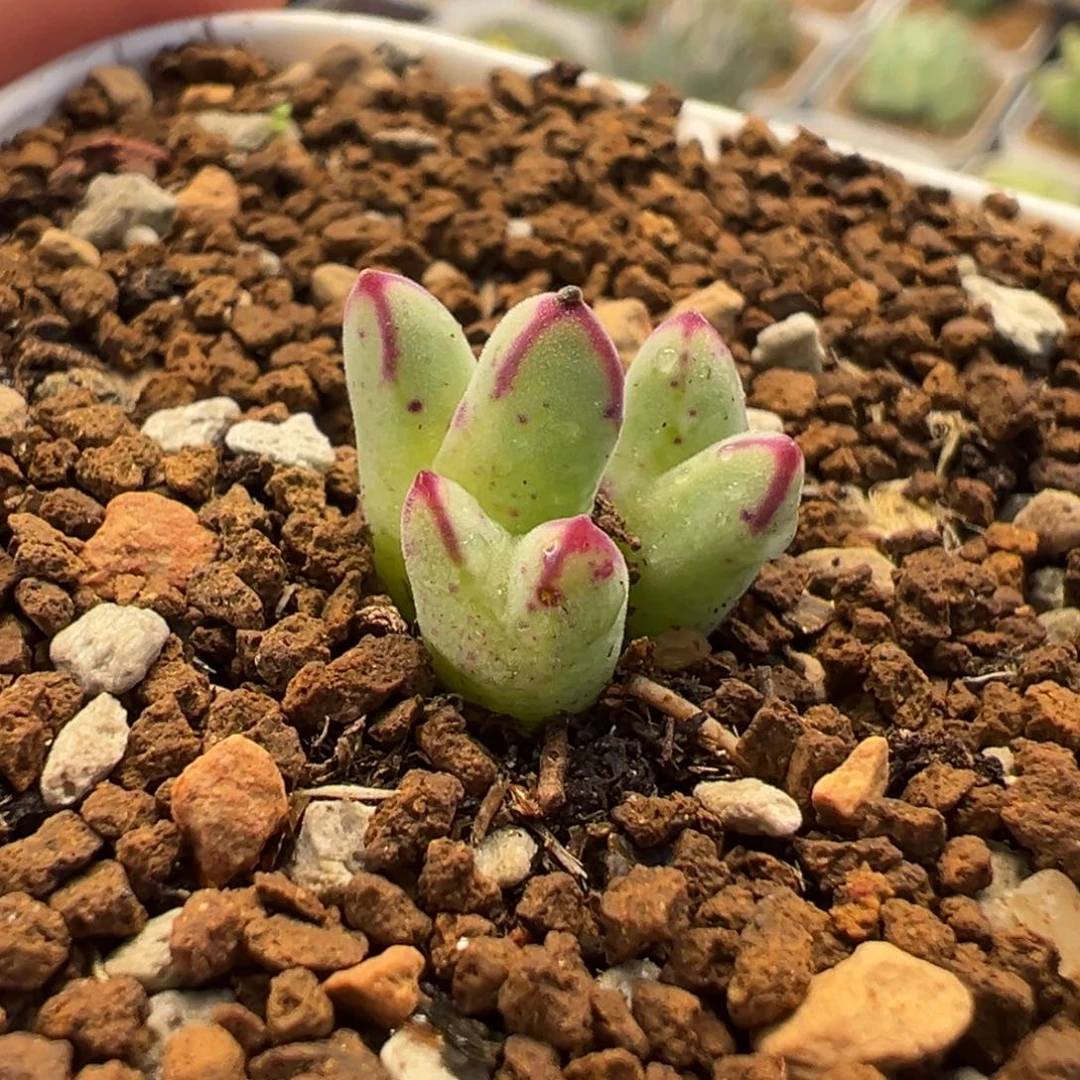 猪蹄多肉植物盆栽