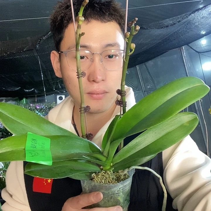 无花朵粉曼蝴蝶兰