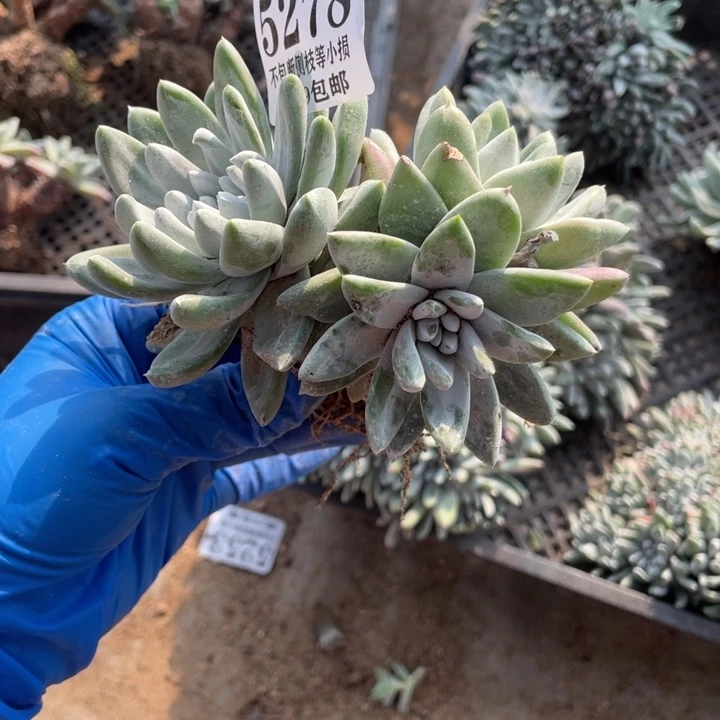 278号白雪多肉植物