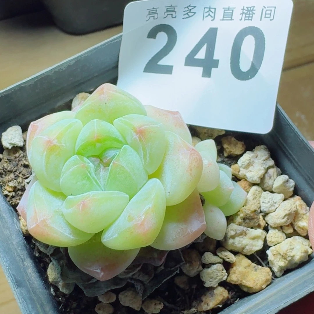 冰玉            精美多肉植物