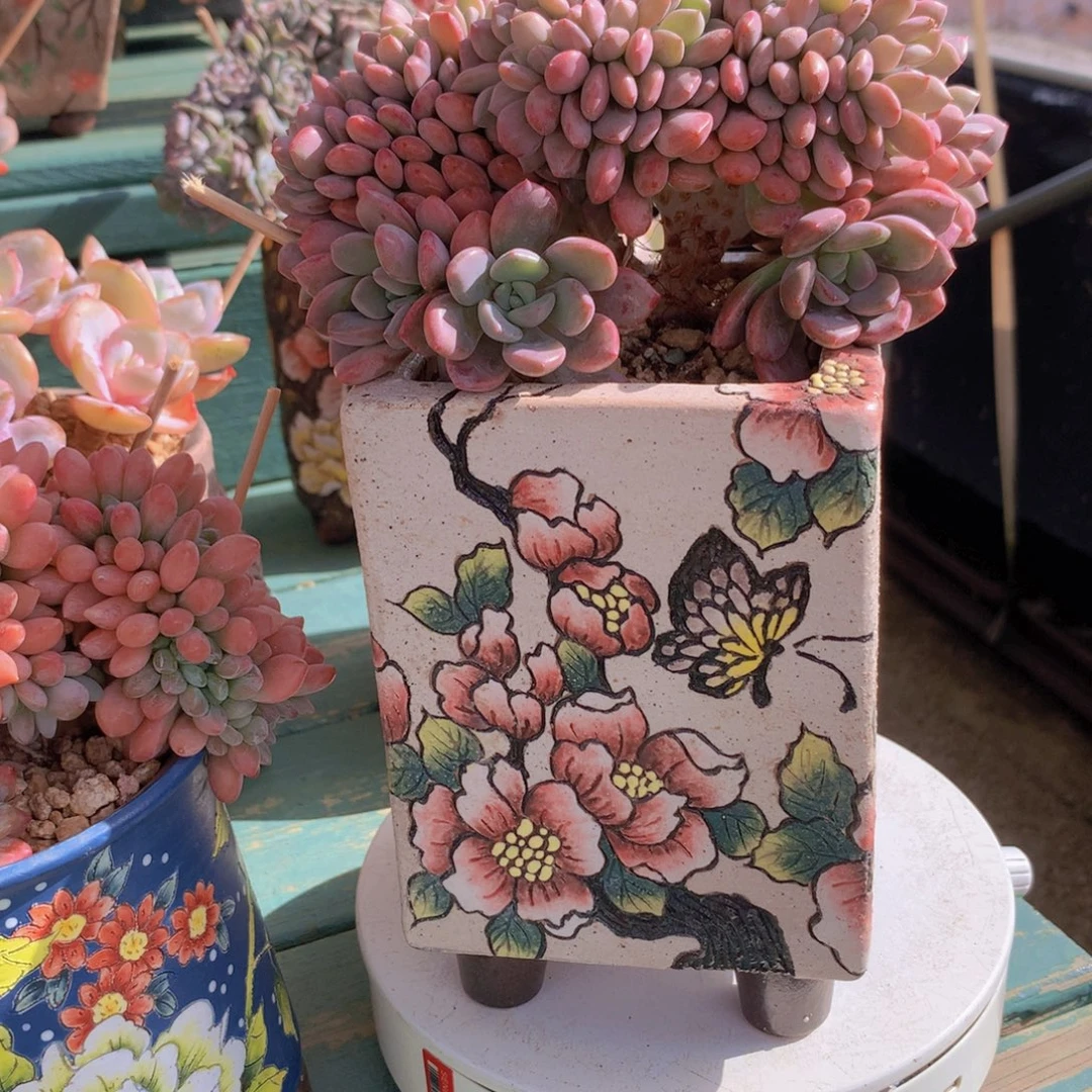 白鹭朵朵自然群无砍
