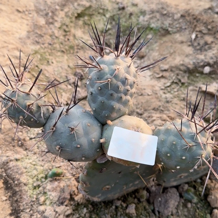 210产地狂刺水牛角习