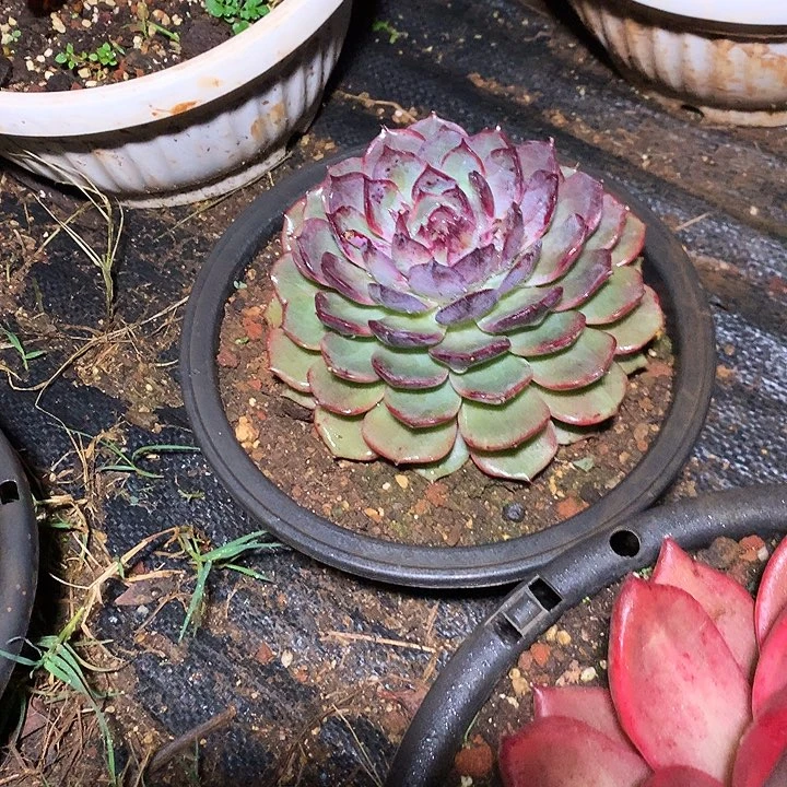 美肉特价活动开始啦