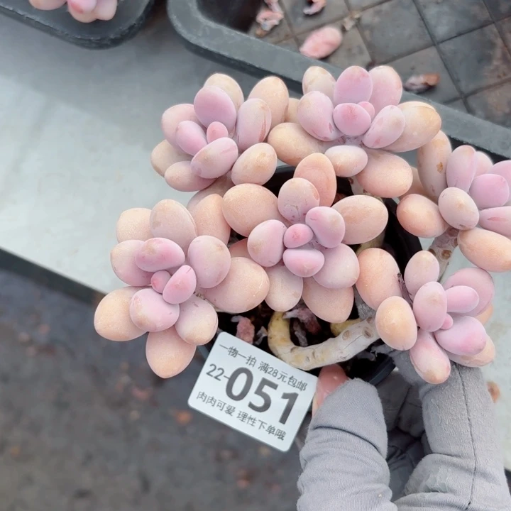 桃蛋无盆土发货多肉多肉无
