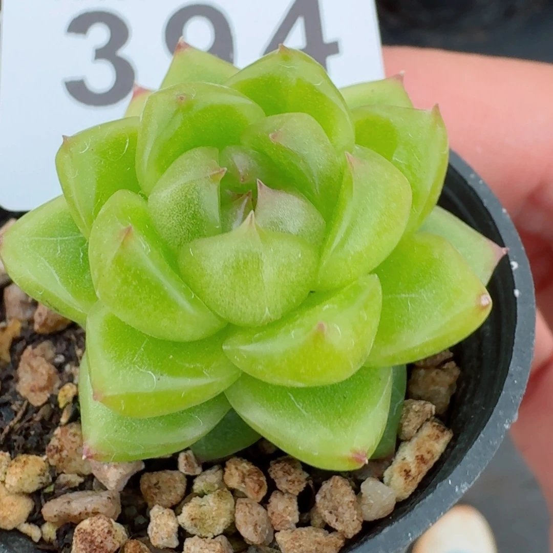 空灵珍妮            精美多肉植物