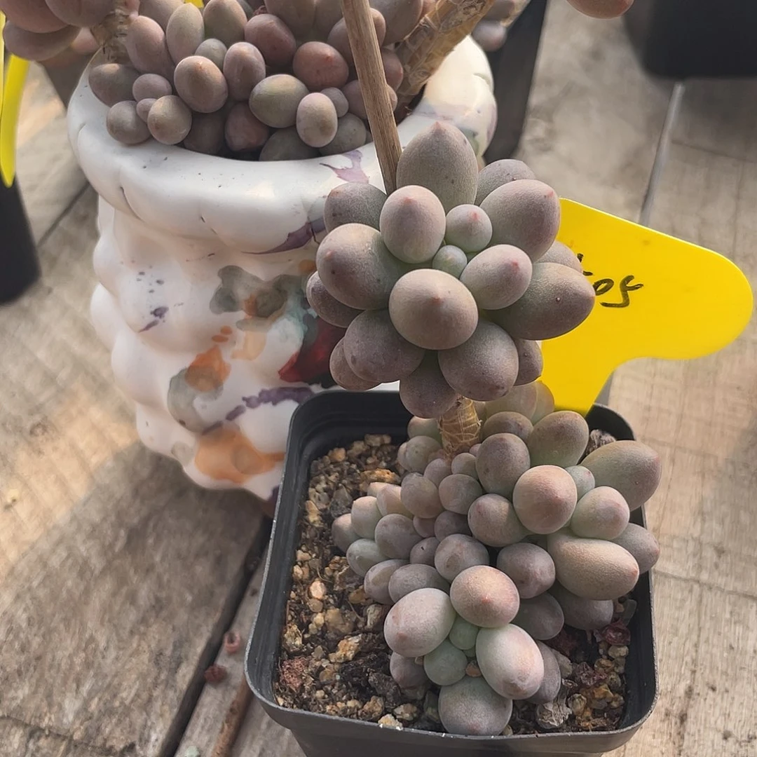 桃花奶多肉植物505