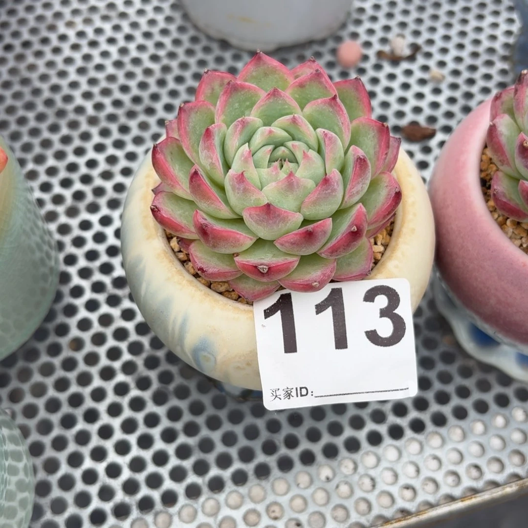 *****粉水晶多肉带盆发货113